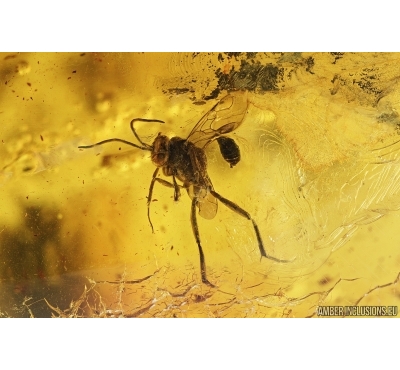 Evaniidae, Ensign Wasp. Fossil insect in Big Baltic amber stone #6967