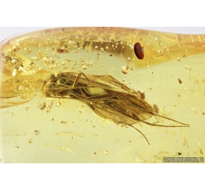Trichoptera, Caddisfly. Fossil insect in Baltic amber #6968