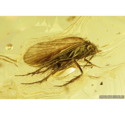 Trichoptera, Caddisfly. Fossil insect in Baltic amber #6970