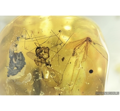 Three Crane flies Limoniidae and Rove beetle Staphylinidae. Fossil insects in Baltic amber #6976