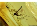 Harvestman Opiliones and Fungus Gnat Mycetophilidae. Fossil inclusions in Baltic amber #6983