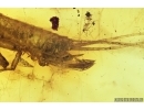 Silverfish, Lepismatidae (Zygentoma) with Ovipositor. Fossil inclusion in Baltic amber #6992