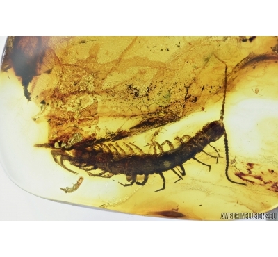Centipede, Lithobiidae. Fossil insect in Baltic amber #6993