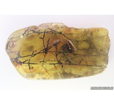 Nice plant. Fossil inclusion in Baltic amber #7001