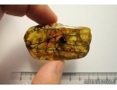 Nice plant. Fossil inclusion in Baltic amber #7001