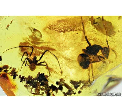 Big Ant, Spider and More. Fossil inclusions in Baltic amber 7002