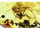 Big Ant, Spider and More. Fossil inclusions in Baltic amber 7002