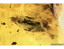Big Walking stick Phasmatodea, Bud, Millipede and More.  Fossil inclusions in Baltic amber #7003
