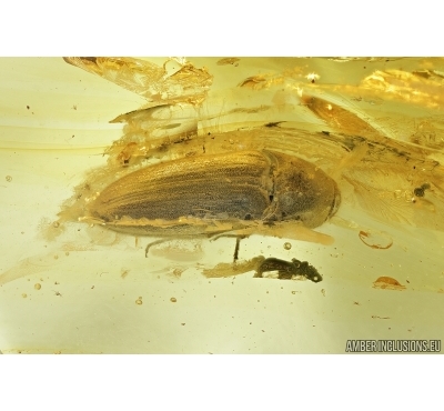 Big Click beetle, Elateroidea and Wasp,  Hymenoptera. Fossil inclusions in Baltic amber #7005