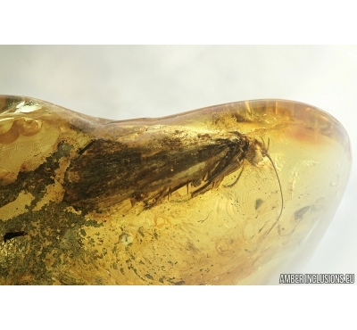 Big 12mm! Moth, Lepidoptera. Fossil insect in Baltic amber #7042