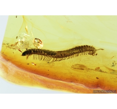 Very nice Millipede, Diplopoda, Julidae. Fossil insect in Baltic amber #7048