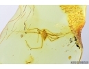 Rare Harvestman, Opiliones and Beetle. Fossil inclusions in Baltic amber #7049