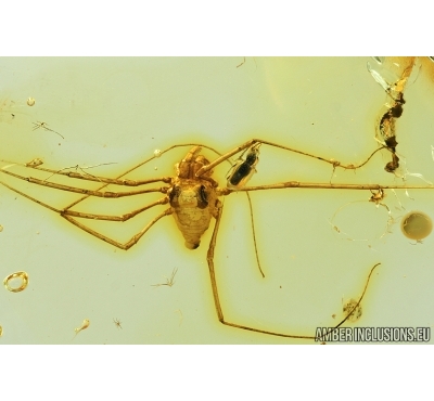 Rare Harvestman, Opiliones and Beetle. Fossil inclusions in Baltic amber #7049