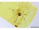 Veri Nice Harvestman, Opiliones. Fossil inclusion in Baltic amber #7050