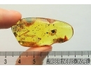 Extremely Rare Termite Soldier. Fossil insect in Baltic amber #7057