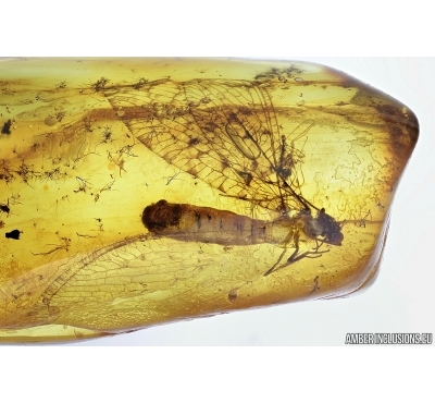 Very Rare, Nice Lacewing, Osmylidae. Fossil insect in baltic amber #7059
