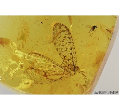 Very Rare, Nice Lacewing, Osmylidae. Fossil insect in Baltic amber #7060