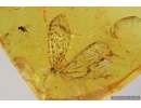 Very Rare, Nice Lacewing, Osmylidae. Fossil insect in Baltic amber #7060