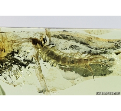 Centipede, Lithobiidae. Fossil insect in Baltic amber #7097