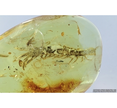 Centipede, Lithobiidae. Fossil insect in Baltic amber #7098