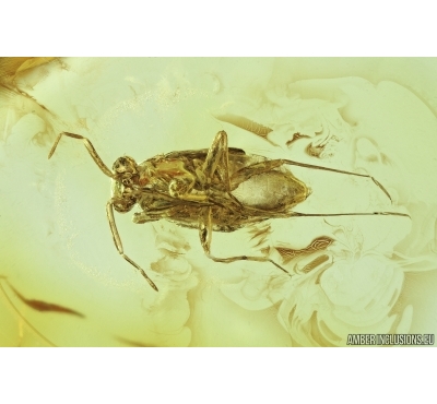 Miridae, True Bug. Fossil insect in Baltic amber #7104