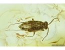 Miridae, True Bug. Fossil insect in Baltic amber #7104