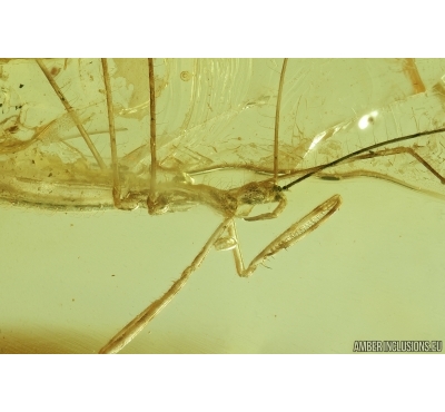 RARE ASSASSIN BUG, REDUVIIDAE. Fossil insect in Baltic amber #7106