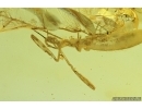 RARE ASSASSIN BUG, REDUVIIDAE. Fossil insect in Baltic amber #7106