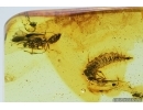 Very Rare Aquatic Lacewing larva, Neuroptera Osmylidae and Ants. Fossil insects in Baltic amber #7107