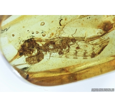 Rare Lacewing, Osmylidae and Ants. Fossil insects in Baltic amber #7108