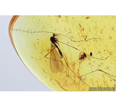 Rare Crane fly, Limoniidae, Polymera. Fossil insect in Baltic amber #7128
