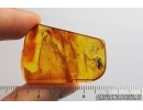 ARCHAEIDAE, PARADOXA, DAWN SPIDER. Fossil inclusion in Baltic amber #7134