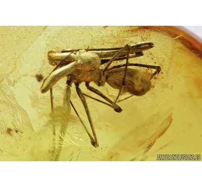 ARCHAEIDAE, PARADOXA, DAWN SPIDER. Fossil inclusion in Baltic amber #7134