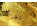 ARCHAEIDAE, PARADOXA, DAWN SPIDER. Fossil inclusion in Baltic amber #7135