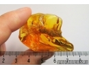ARCHAEIDAE, PARADOXA, DAWN SPIDER. Fossil inclusion in Baltic amber #7135