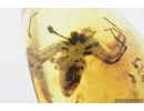Big Spider, Araneae. Fossil inclusion in Baltic amber stone #7137