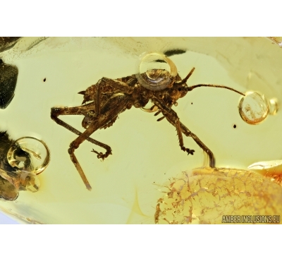 Cricket, Orthoptera. Fossil insect in Baltic amber #7139