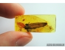 Big 17mm! Cricket Wing and Wasps. Fossil inclusions in Baltic amber #7140