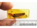 Big 17mm! Cricket Wing and Wasps. Fossil inclusions in Baltic amber #7140