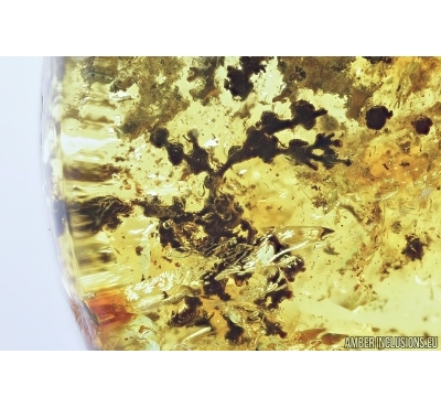 Rare Lichen. Fossil inclusion in Baltic amber #7156