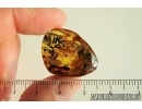 Rare Lichen. Fossil inclusion in Baltic amber #7156