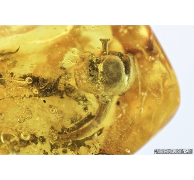 Very Nice Flower. Fossil inclusion in Baltic amber #7162