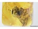 Very Nice Flower. Fossil inclusion in Baltic amber #7162