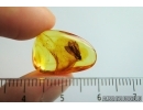 Lepidoptera, Moth. Fossil insect in Baltic amber #7166