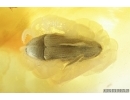 Rare Psocid Psocoptera and Click beetle, Elateroidea. Fossil insects in Baltic amber #7179