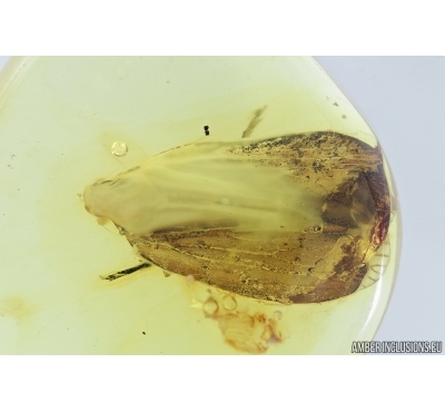 Big Planthopper, Cicada. Fossil inclusion in Baltic amber #7185