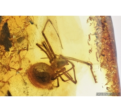 Spider, Araneae. Fossil inclusion in Baltic amber stone #7188