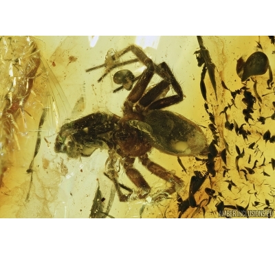 Spider, Araneae and Latridiidae Brown scavenger beetle. Fossil inclusions in Baltic amber stone #7189