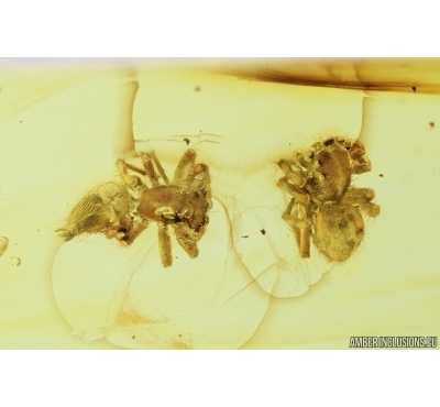 Two Jumping Spiders. fossil inclusions in Baltic amber #7190