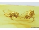Two Jumping Spiders. fossil inclusions in Baltic amber #7190